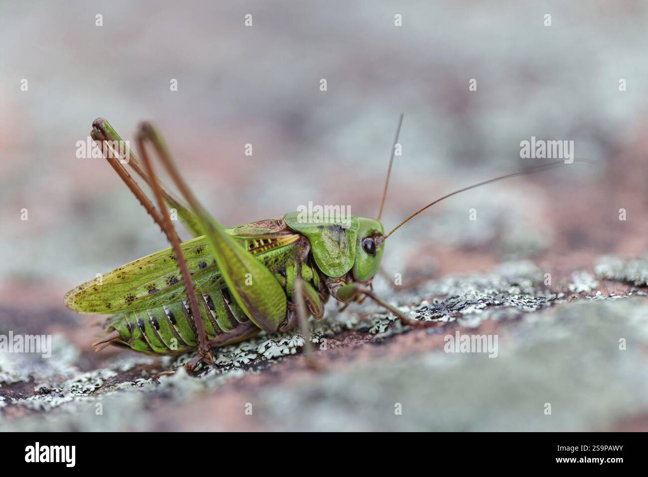 Warthog (Decticus verrucivorus), cavalletta, cavalletta a piedi lunghi, insetti, macro, animali, insetti, Foresta Nera, regione di Feldberg, Baden-Wuerttem Foto Stock