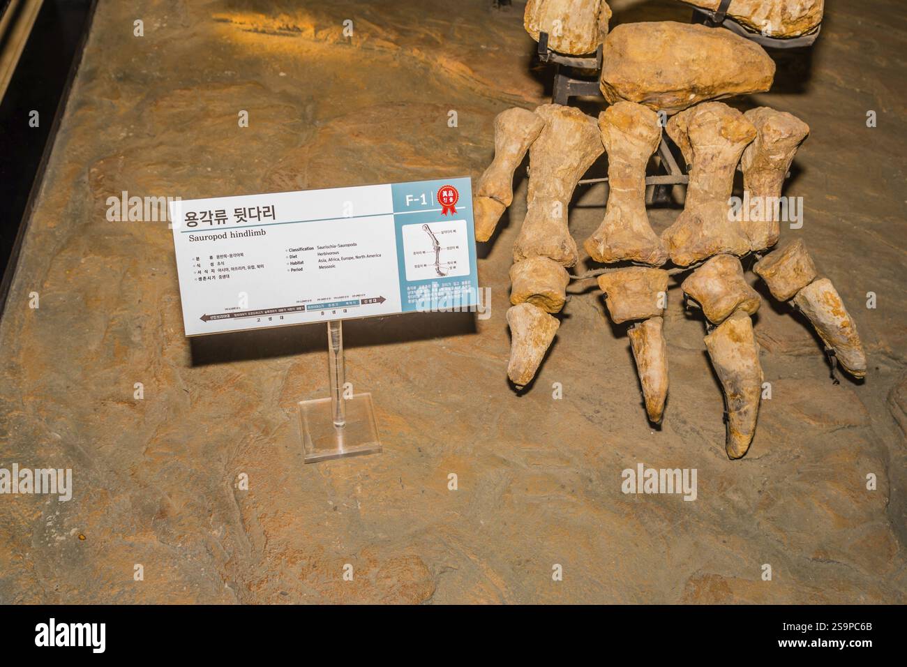 Taean, Corea del Sud, 14 agosto 2019: Ossa del piede di sauropode posteriori gamba in mostra al Museo Giurassico di Anmyeondo, Asia Foto Stock