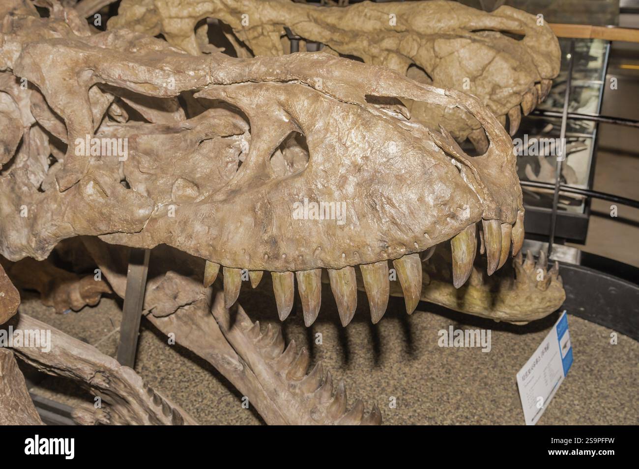 Taean, Corea del Sud, 14 agosto 2019: Cranio e denti di tyrannosaurus rex in mostra al Museo Giurassico di Anmyeondo, Asia Foto Stock