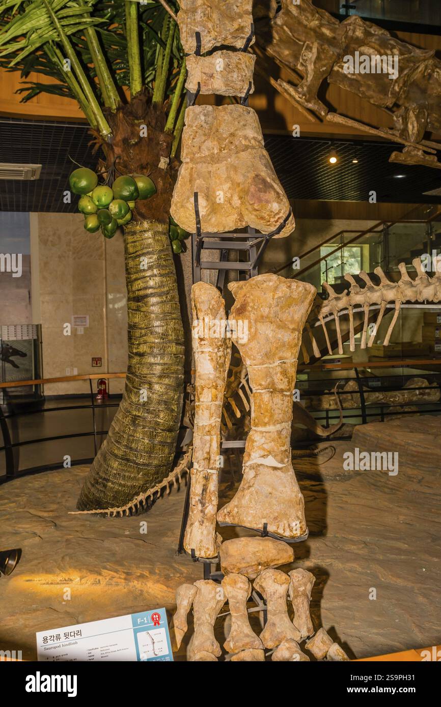 Taean, Corea del Sud, 14 agosto 2019: Sauropode hind leg and foot Bones in mostra al Anmyeondo Jurassic Museum, Asia Foto Stock