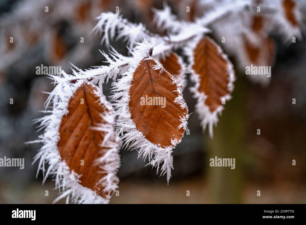 Cristallo di rastrellatura su foglia di faggio in inverno. Foto Stock