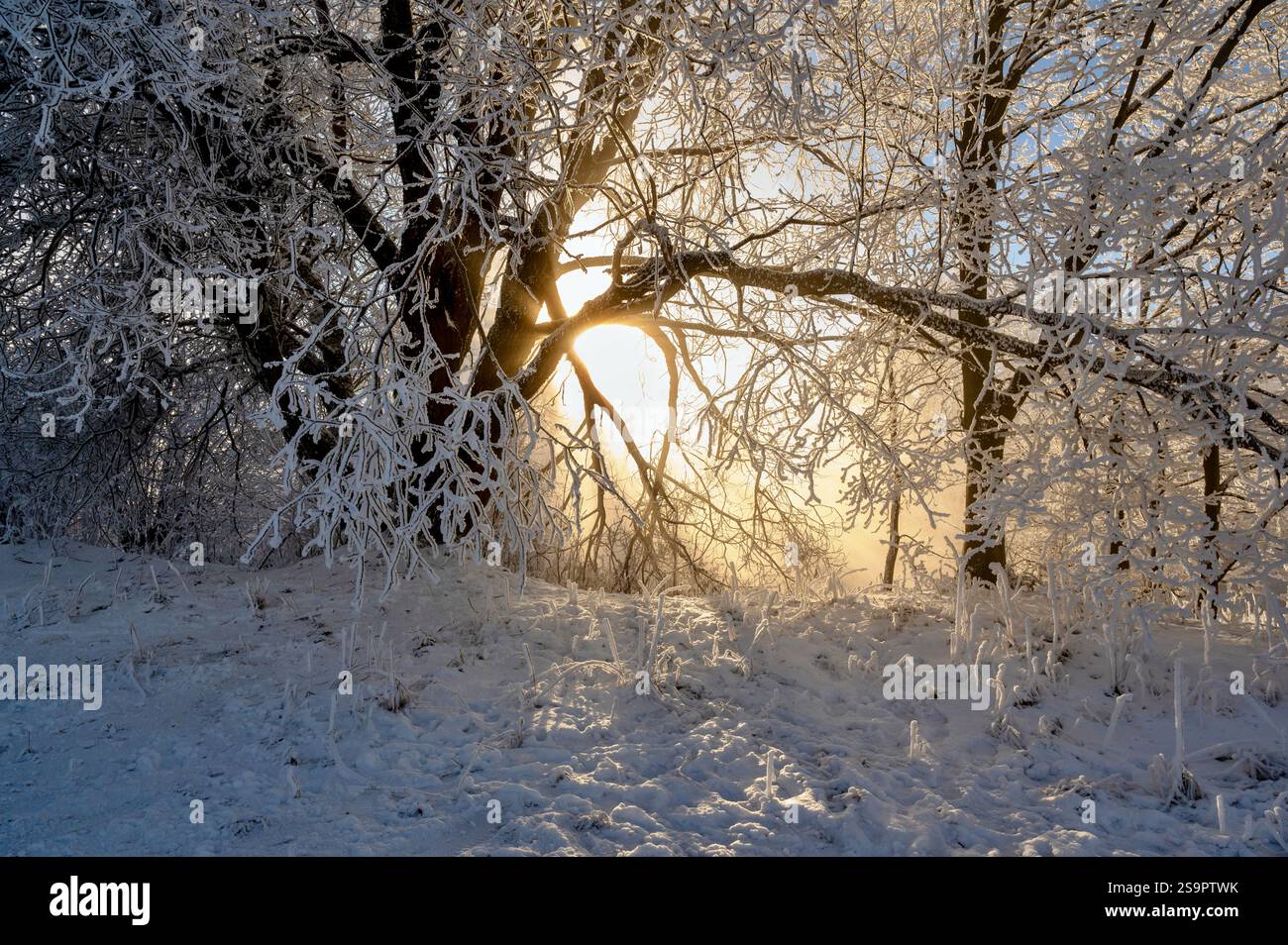 Bella illuminazione soleggiata su un albero di ghiaccio nella foresta. Inverno da favola. Foto Stock