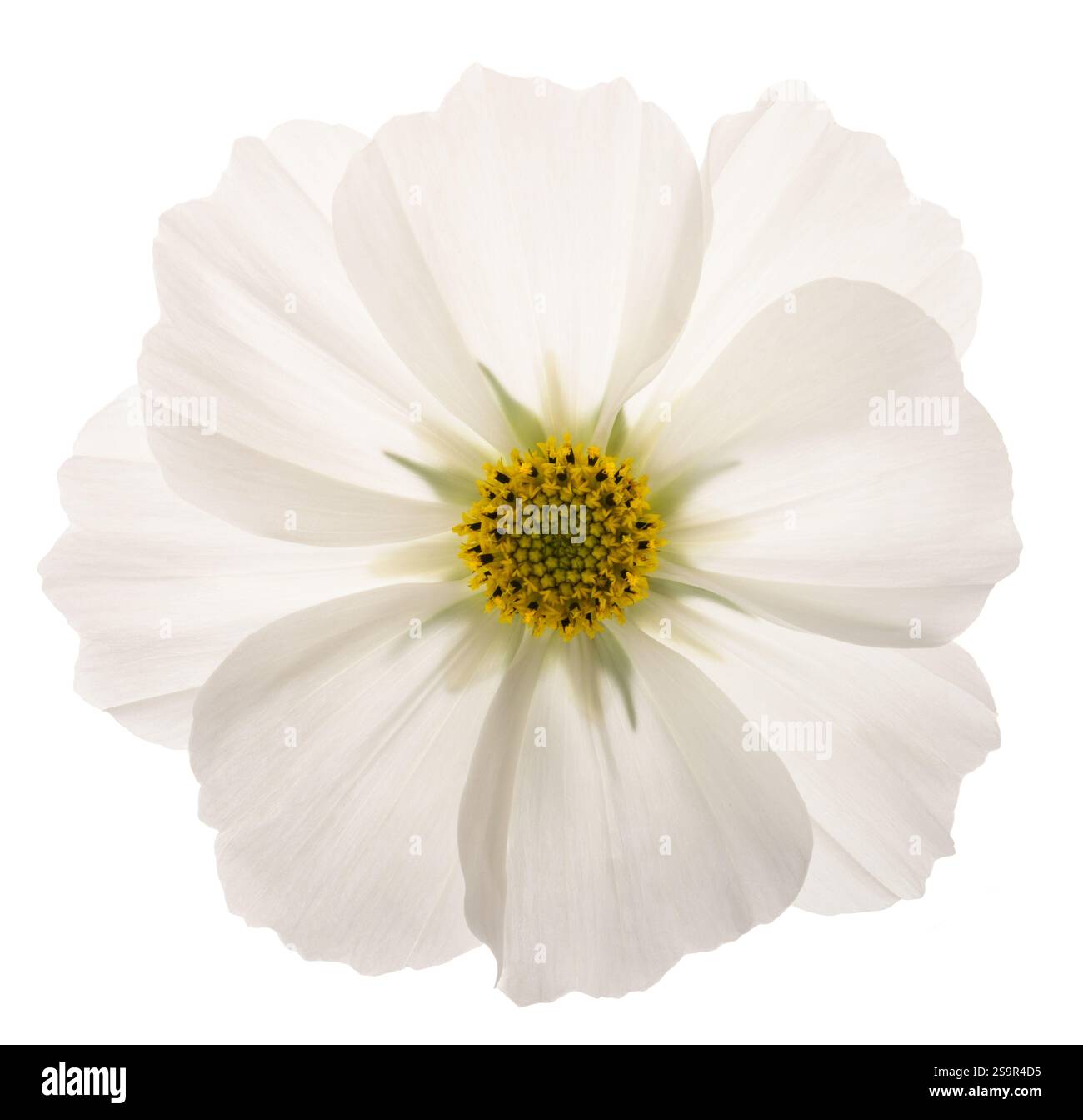 Fiore cosmo bianco isolato su sfondo bianco Foto Stock