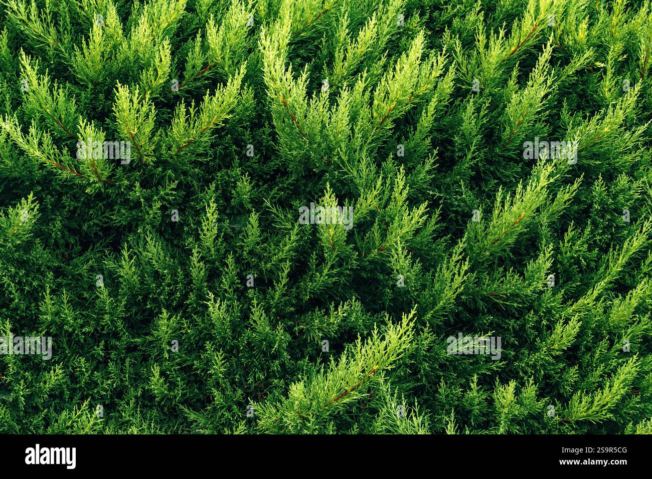 Pianta mediterranea di cipresso che forma un modello naturale astratto e lussureggiante come sfondo Foto Stock