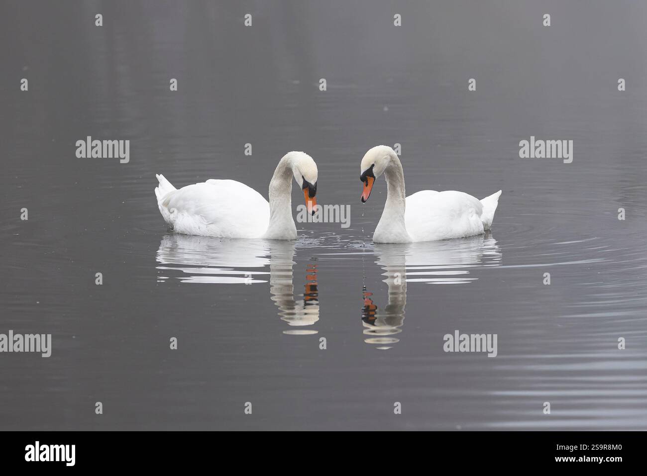 Un paio di cigni selvaggi e muti del Regno Unito (Cygnus olor) che si specchiano su una piscina d'acqua con acqua che gocciola dal becco in una mattina d'inverno. Foto Stock