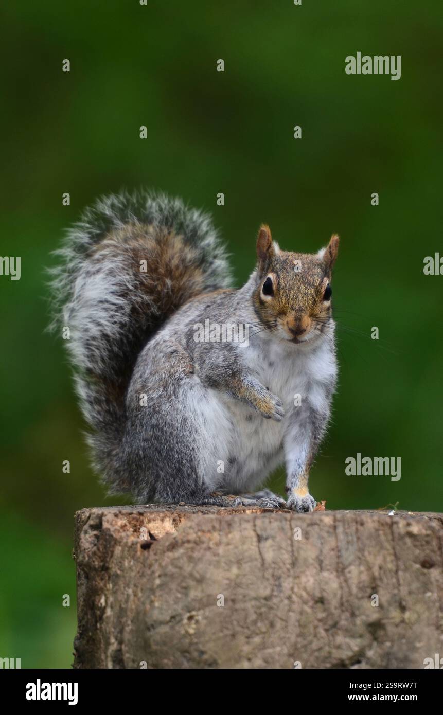 Scoiattolo grigio per adulti in primavera. Dorset, Regno Unito Foto Stock