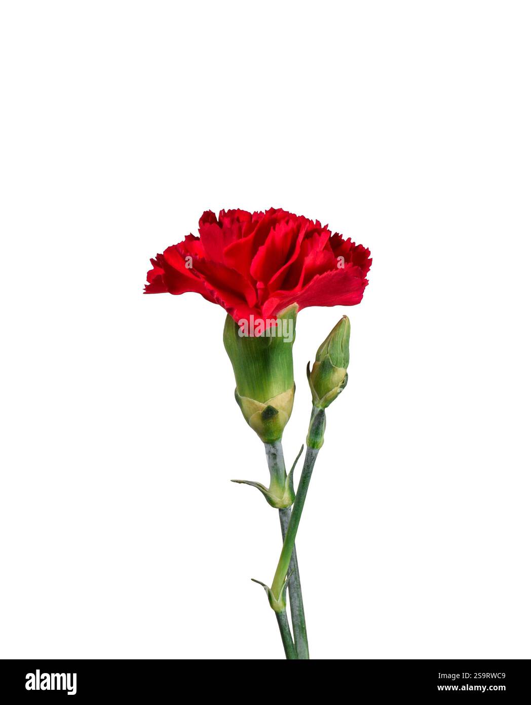 Ritaglio isolato fiore di garofano rosso Foto Stock