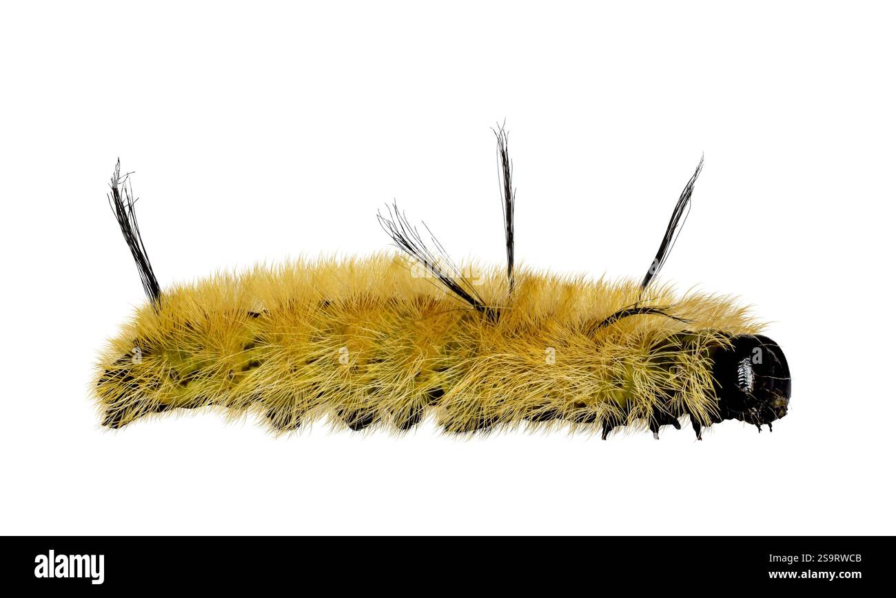 Falena pugnale americana, giallo fuzzy con punte nere di setae, ritaglio isolato su bianco Foto Stock