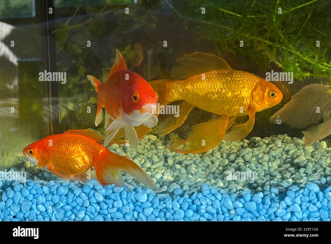 Tre diversi tipi di pesci rossi in un acquario interno domestico Foto Stock
