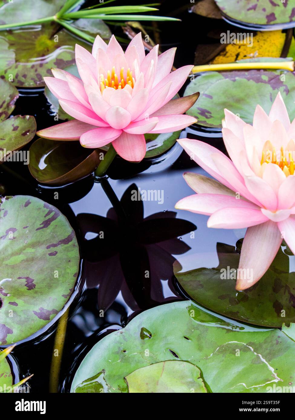 Eleganti ninfee rosa in un laghetto ornamentale che si riflette nell'acqua sottostante. Foto Stock