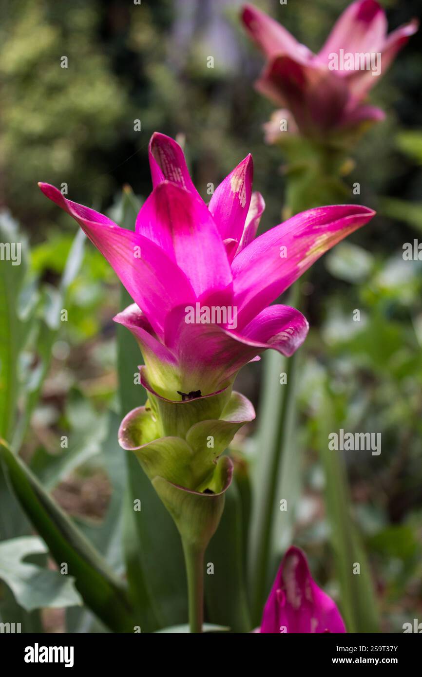 Il grande e intricato fiore rosa di un tulipano Siam (Curcuma alismatifolia) in piena fioritura in un giardino tropicale Foto Stock