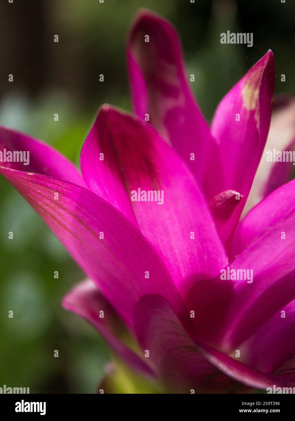 Vista ravvicinata dei grandi intricati petali di fiori rosa di un tulipano Siam (Curcuma alismatifolia) Foto Stock
