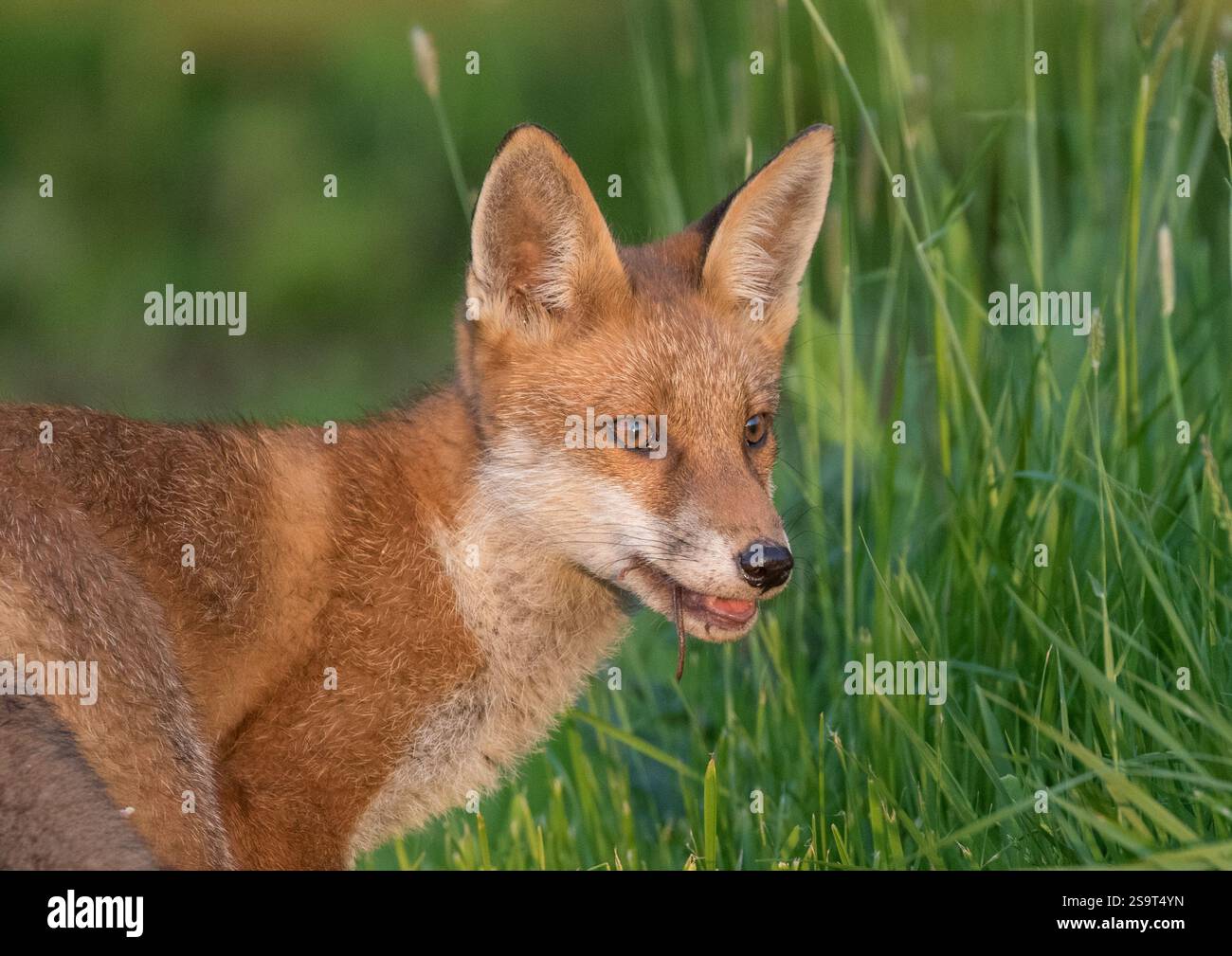 Un ritratto dettagliato di una volpe rurale (Vulpes vulpes) che mostra che ha ingerito un topo. La coda del topo sta scomparendo in gola. Suffolk, Regno Unito Foto Stock