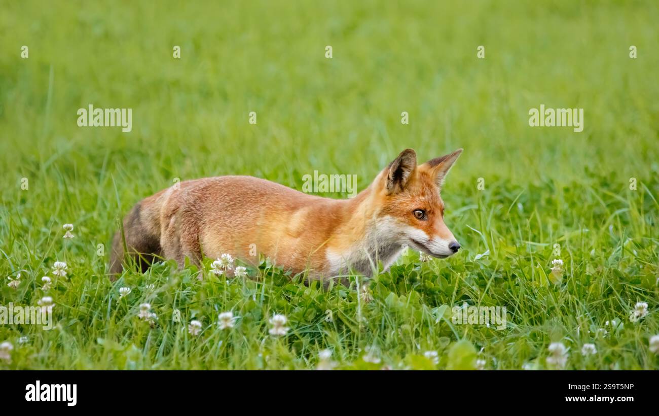 Ritratto ravvicinato di una volpe rossa giovanile (vulpes vulpes) in un prato, orizzontale Foto Stock