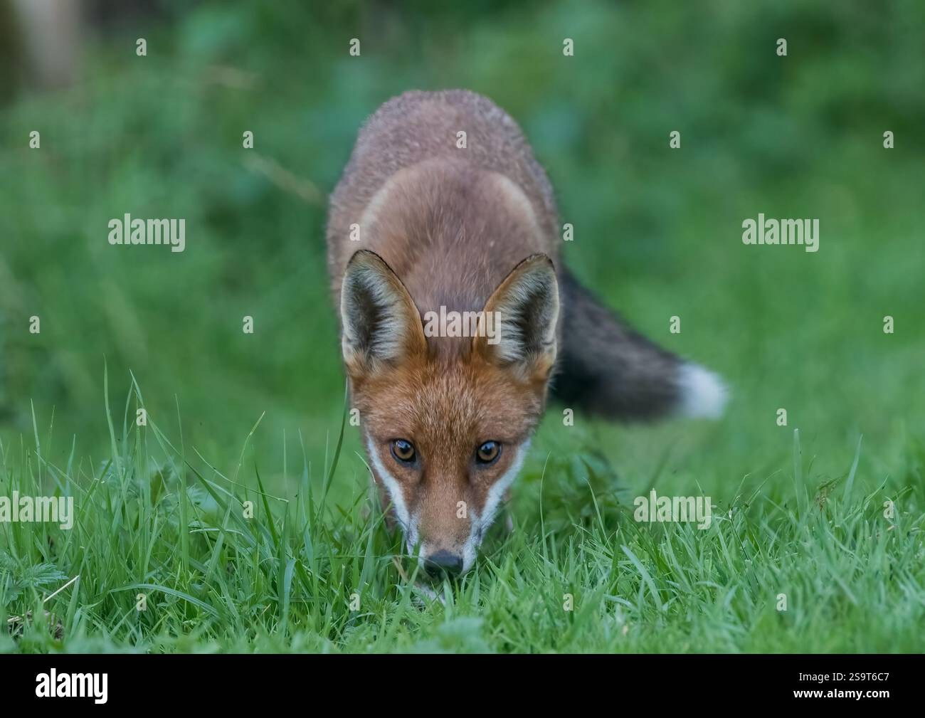 Una giovane e coraggiosa volpe rurale (Vulpes vulpes) che si avvicina molto alla telecamera in un prato erboso. Suffolk, Regno Unito Foto Stock