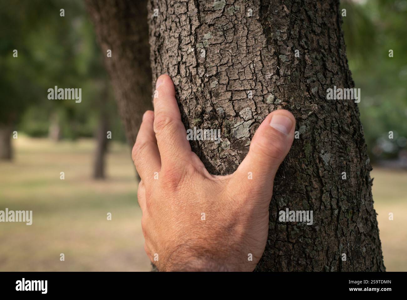 Primo piano di una mano che tiene un tronco di albero con una foresta naturale sfocata sullo sfondo. Foto Stock