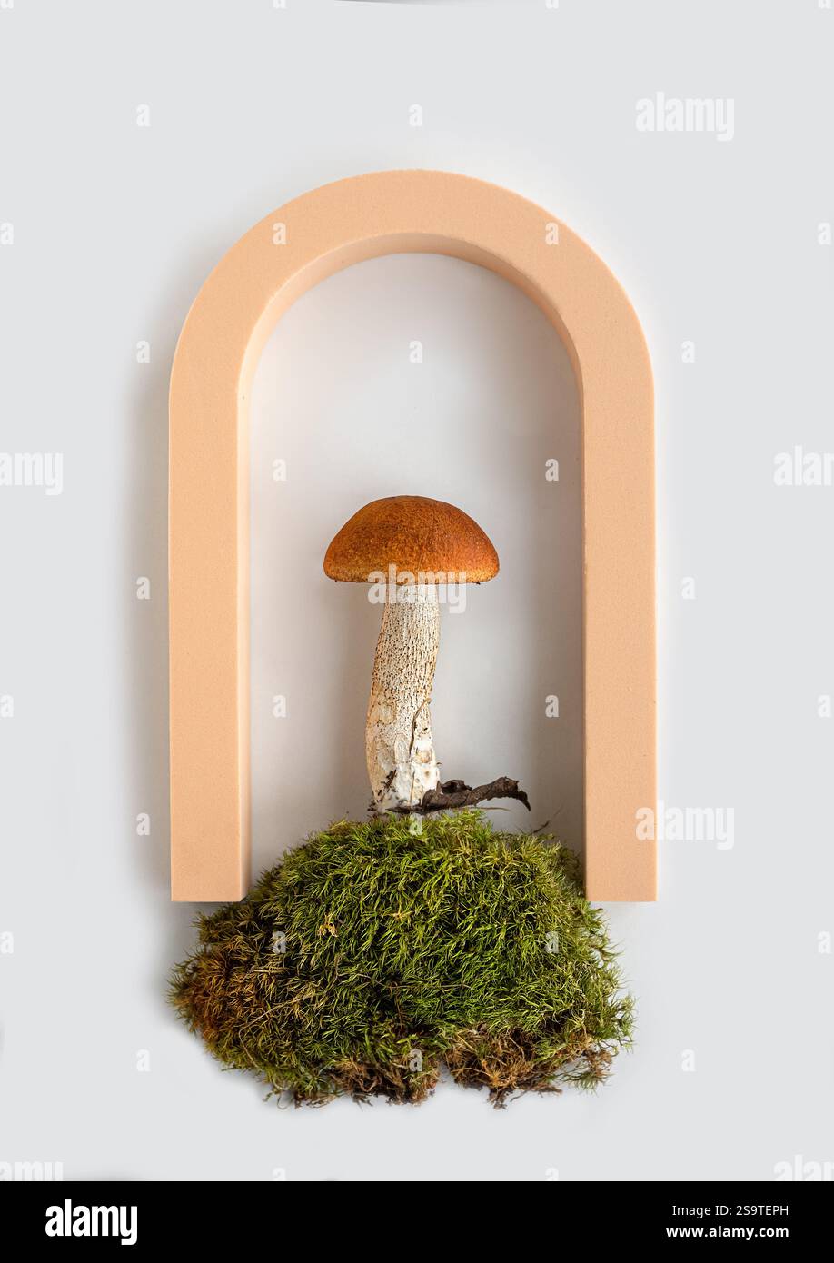 Esposizione artistica: Funghi sul muschio all'interno di una cornice ad arco. Decorazioni ispirate alla natura che combinano elementi terrosi per un'estetica unica. Foto Stock