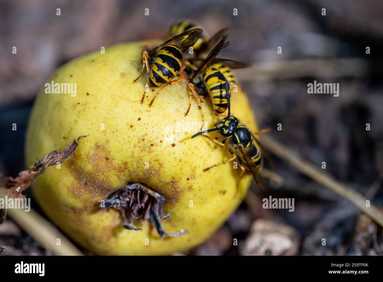 vespe selvatiche che strizzano su una mela marcio Foto Stock
