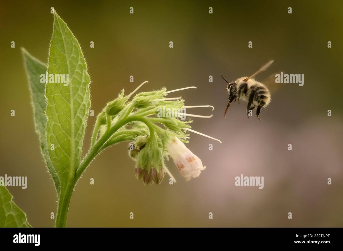 Un'ape viene catturata a metà volo mentre si avvicina a un delicato fiore bianco circondato da un verde fogliame. La scena si svolge in un giardino pieno di morni morbidi Foto Stock