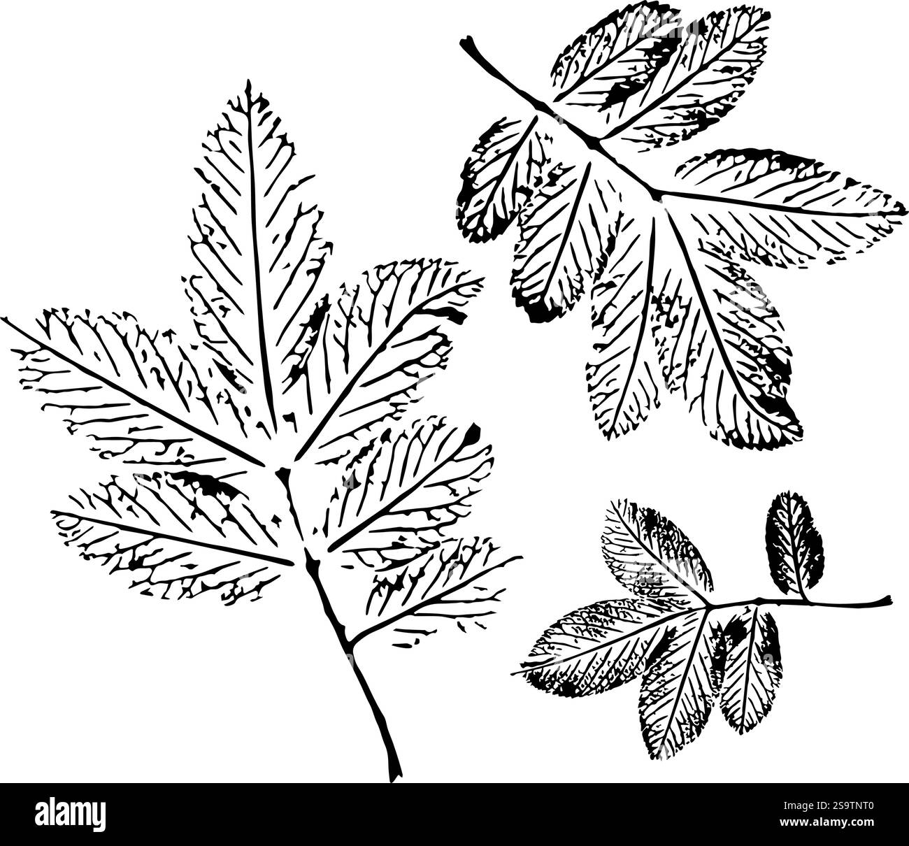 Illustrazione in bianco e nero di tre schizzi dettagliati di foglie su sfondo bianco. Illustrazione Vettoriale