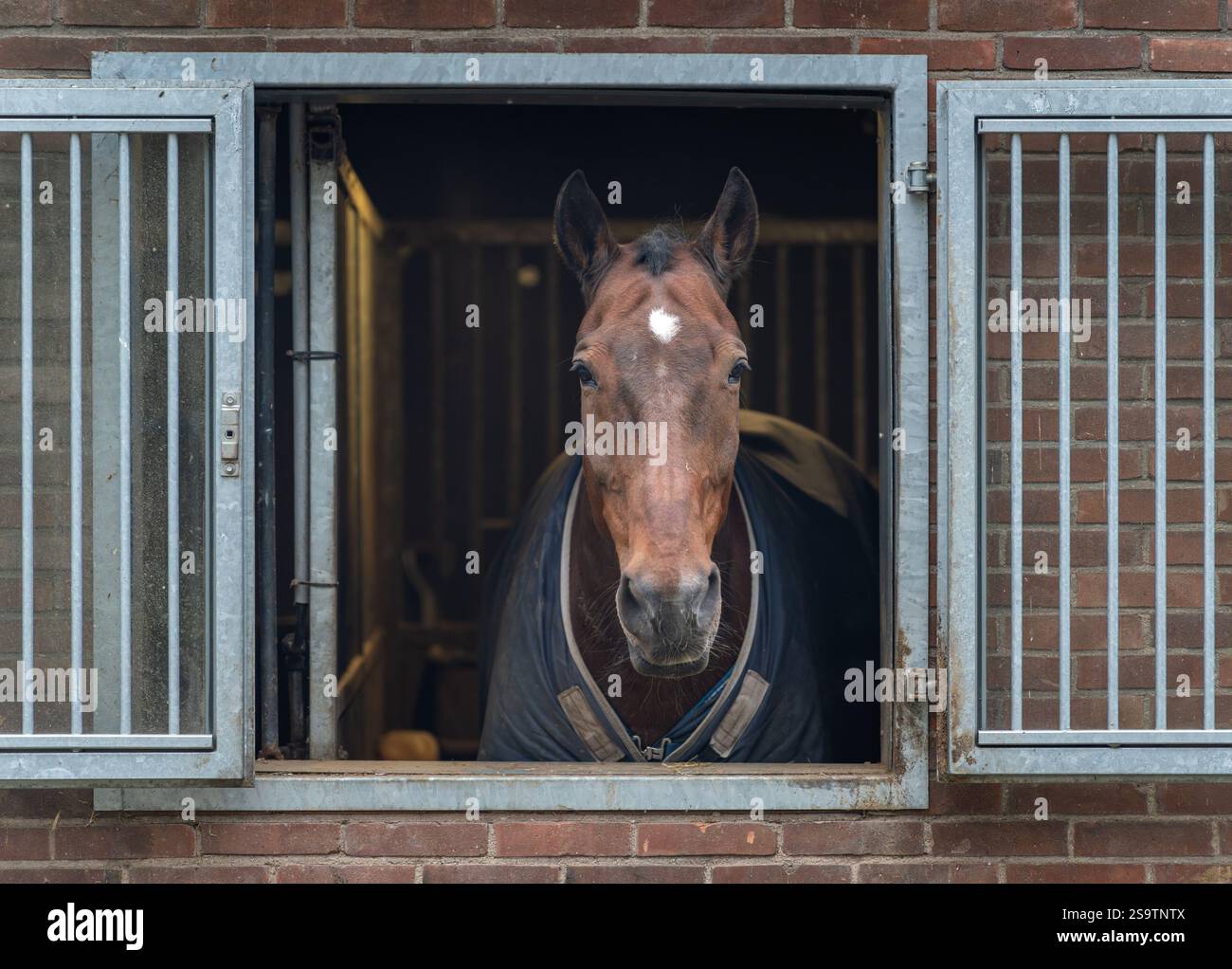Vista frontale di un cavallo che indossa un mantello invernale in una stalla, guardando direttamente la telecamera Foto Stock