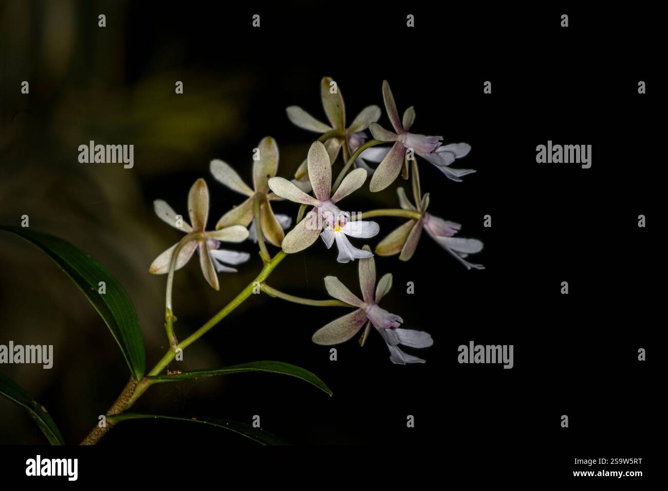 Orchidee Encyclia Foto Stock