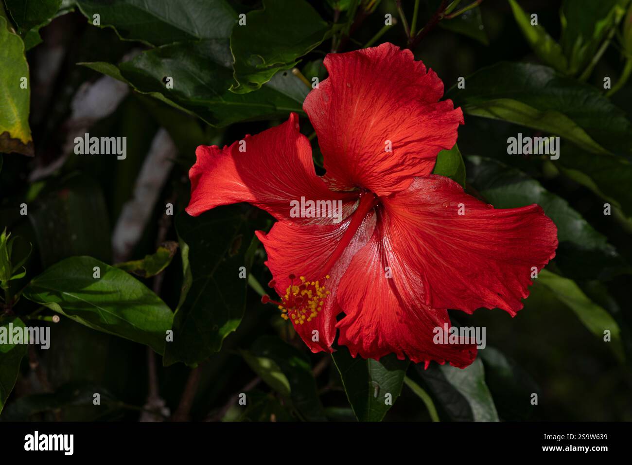 fiore di ibisco rosso con sfondo verde Foto Stock