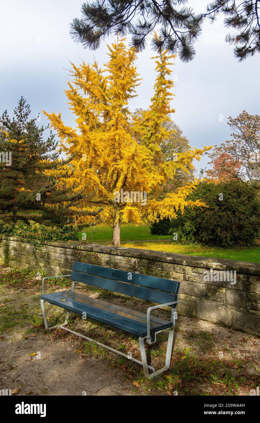 Una tranquilla scena autunnale con una panchina del parco situata accanto a un vivace albero giallo di ginkgo. Le foglie cadute spargono il terreno, creando un atmos sereno Foto Stock