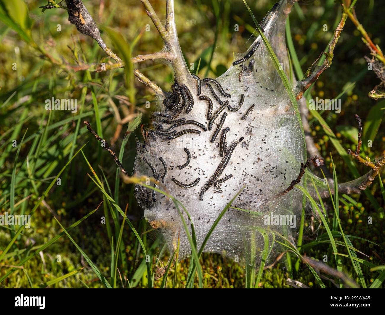 Web contenente numerosi piccoli pilastri, circondati da erba verde e fogliame. La rete è intrecciata in modo complesso e mostra i caterpillars dark bodi Foto Stock