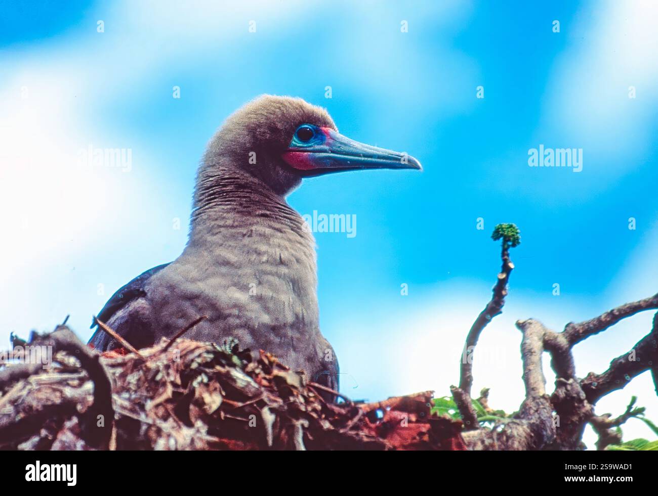 Booby dai piedi rossi (Sula sula, dark morph) nidificato a Bird's Island, Fiji. Foto Stock