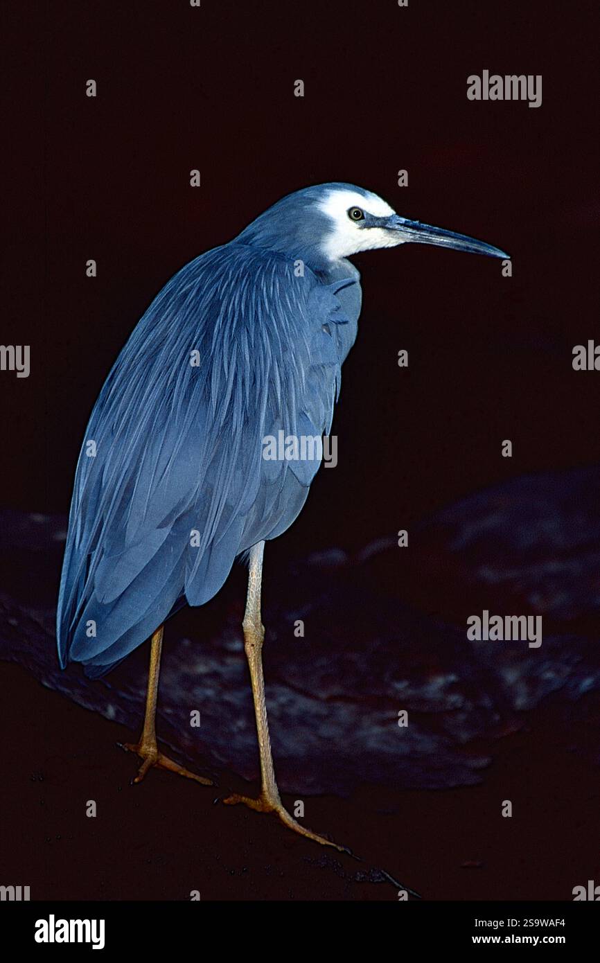 Airone dalla faccia bianca (Egretta novaehollandiae) in piumaggio da riproduzione. Foto dal Queensland, Australia. Foto Stock