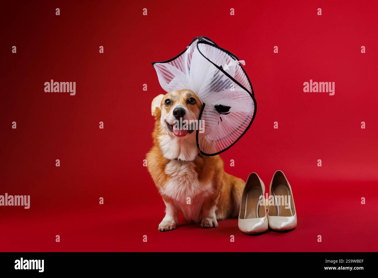 Elegante corgi in un cappello bianco con tacco beige su sfondo rosso, che sfoggia un'eleganza giocosa Foto Stock