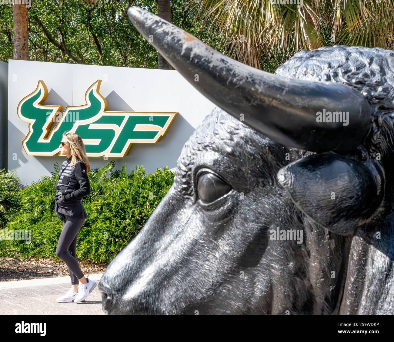 University of Southern Florida a Tampa Bay - logo USF e statua del toro lungo il sentiero del fiume Tampa Foto Stock