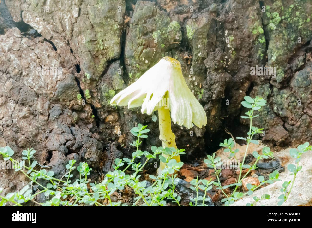 Primo piano di un fungo Gilled che cresce accanto A Un albero essiccato. Foto Stock