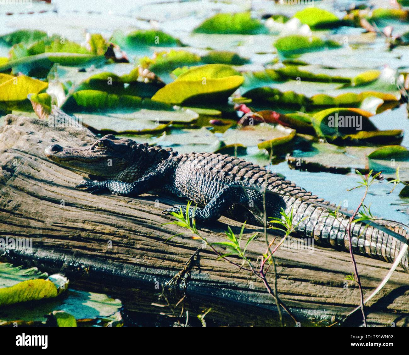 Foto ravvicinata di un alligatore appoggiato su un tronco in un tranquillo corso d'acqua, circondato da vivaci tappetini verdi. Foto Stock