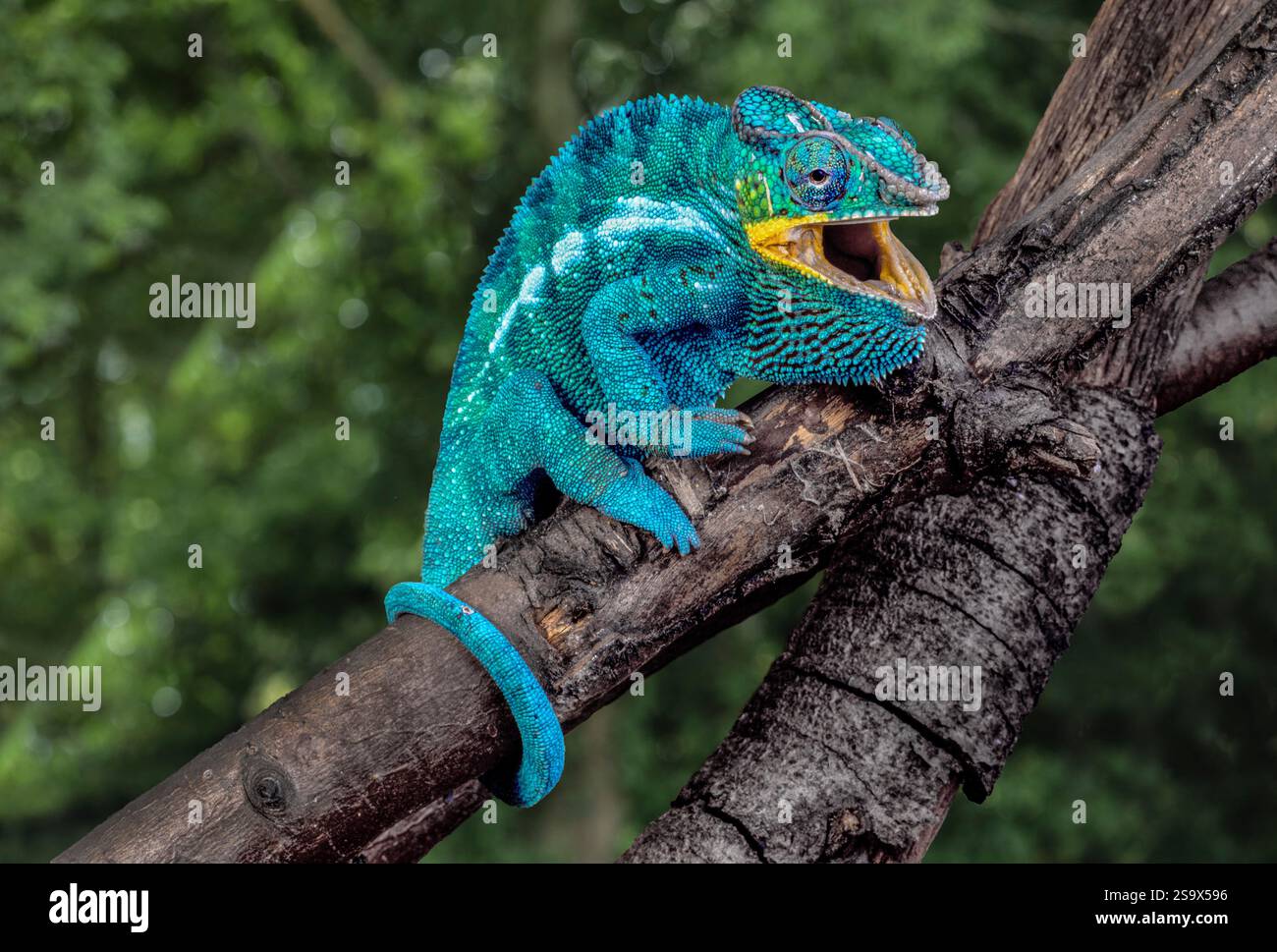 Madagascar. Panther camaleonte su un arto. Foto Stock
