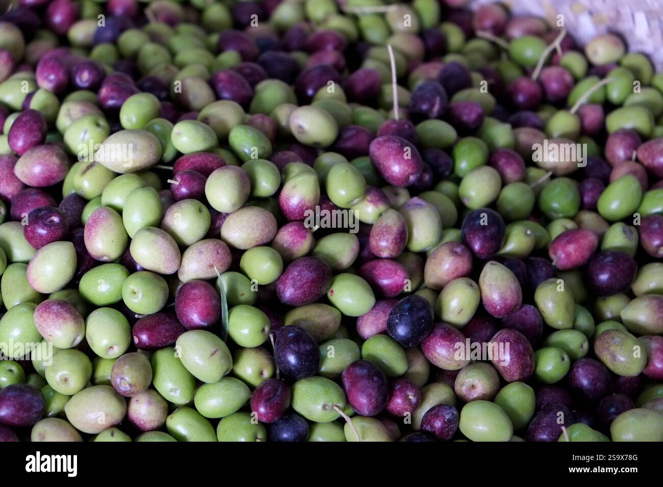 FES, Marocco. Olive locali in vendita Foto Stock