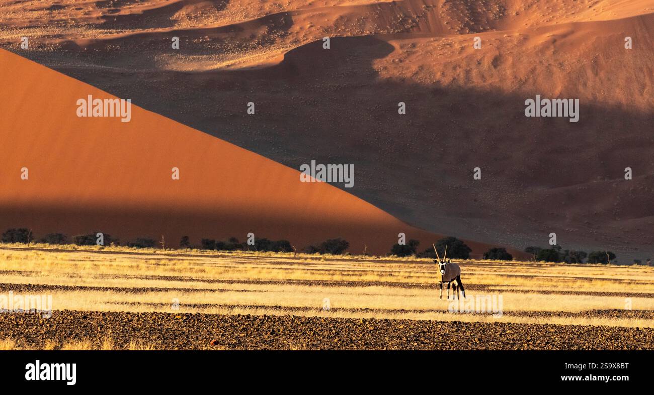 Gemsbok e dune, deserto del Namib Foto Stock