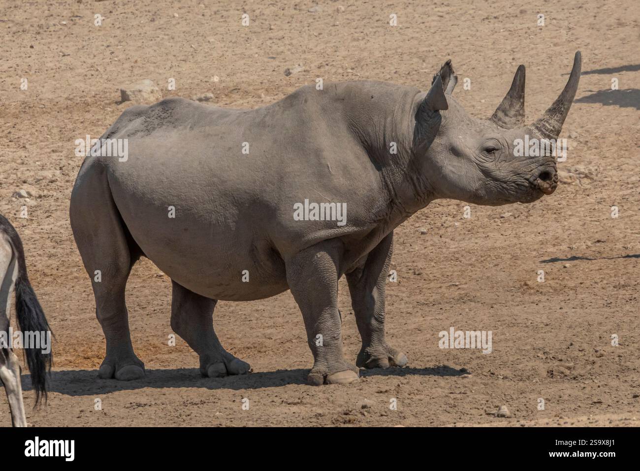 Rinoceronte (Diceros bicornis) con altri animali selvatici nella pozza d'acqua del Parco nazionale di Etosha. Foto Stock