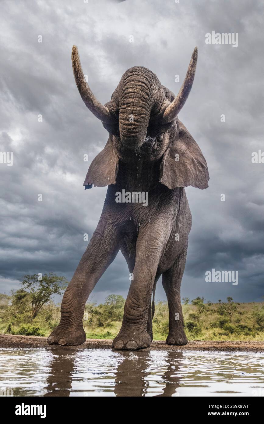 Sudafrica. Elefante toro in una pozza d'acqua. Foto Stock