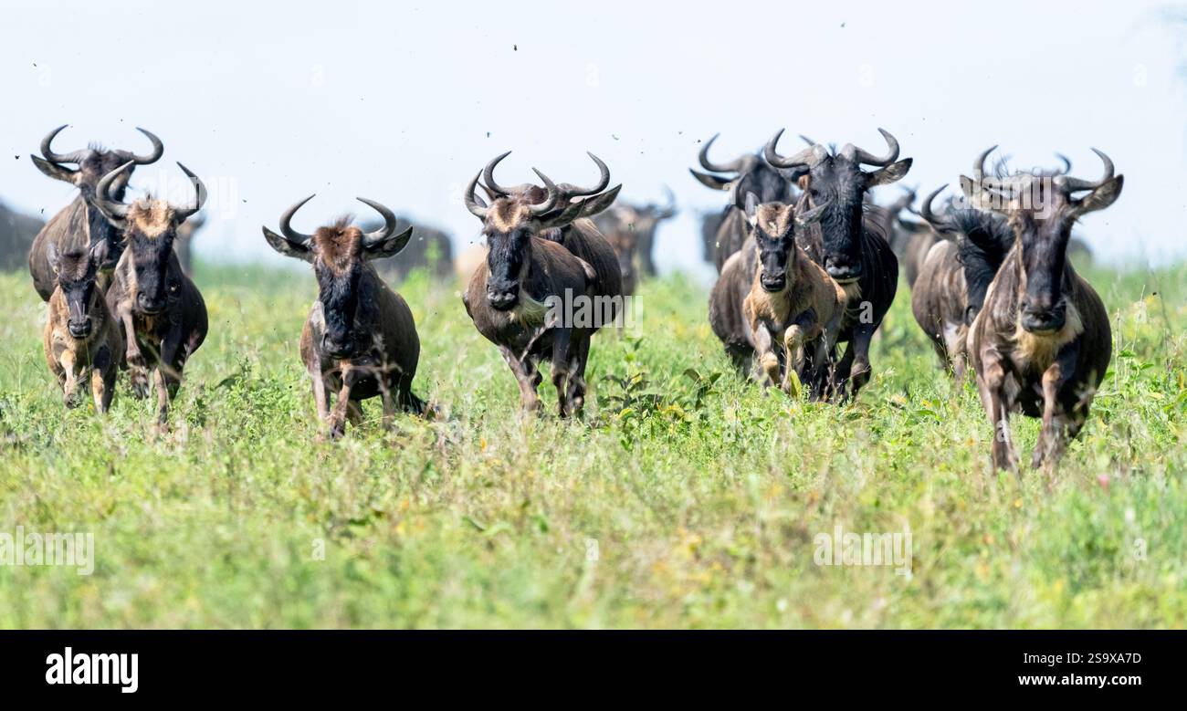 Africa, Tanzania. Un gruppo di GNU blu corre attraverso l'erba alta. Foto Stock