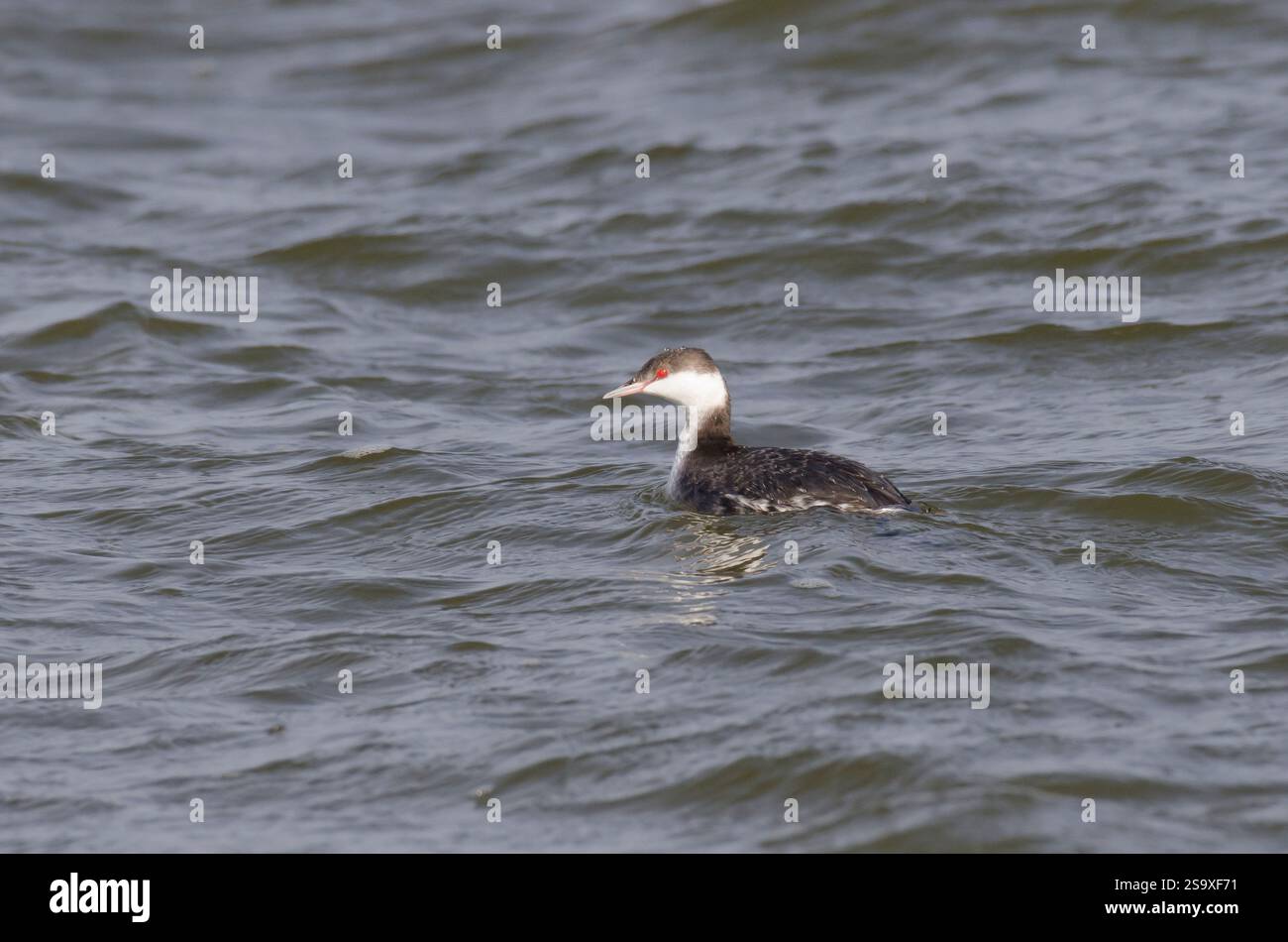 Grebe con orecchie, Podiceps nigricollis, piumaggio invernale Foto Stock