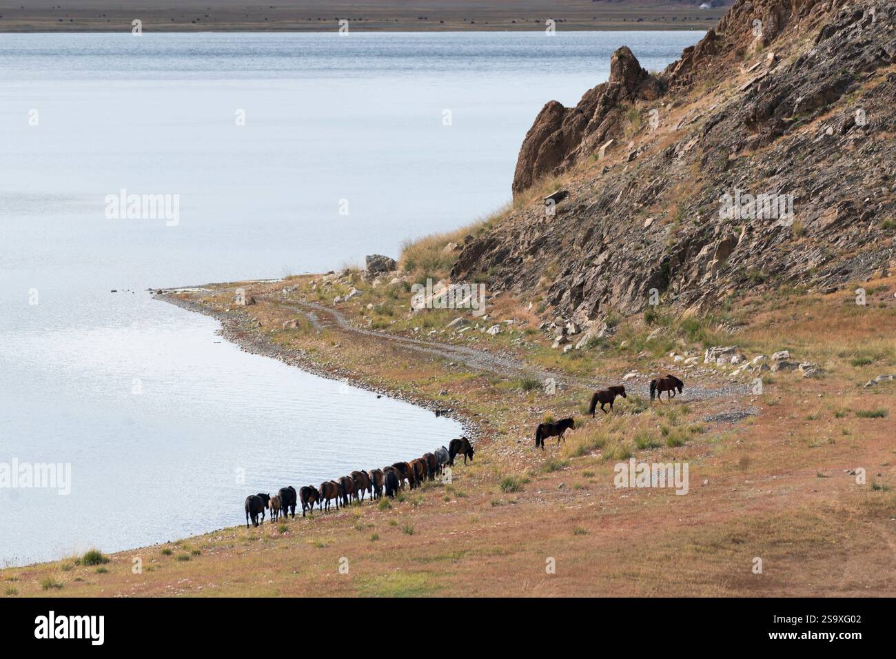 Asia, Mongolia, provincia di Bayan-Olgii. Lago Tolbo, cavalli liberi camminano lungo il bordo del lago. Foto Stock