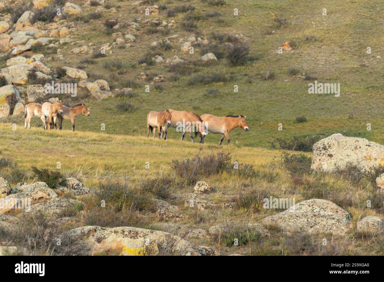 Asia, Mongolia, Parco Nazionale di Hustai. Un gruppo di cavalli di Przewalski pascolano sull'erba tra le rocce. Foto Stock