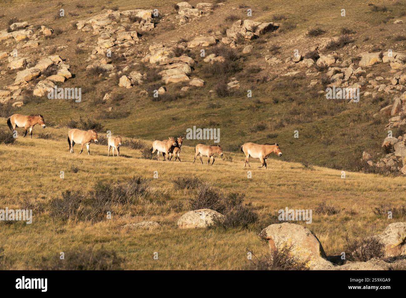 Asia, Mongolia, Parco Nazionale di Hustai. Un gruppo di cavalli di Przewalski pascolano sull'erba tra le rocce. Foto Stock