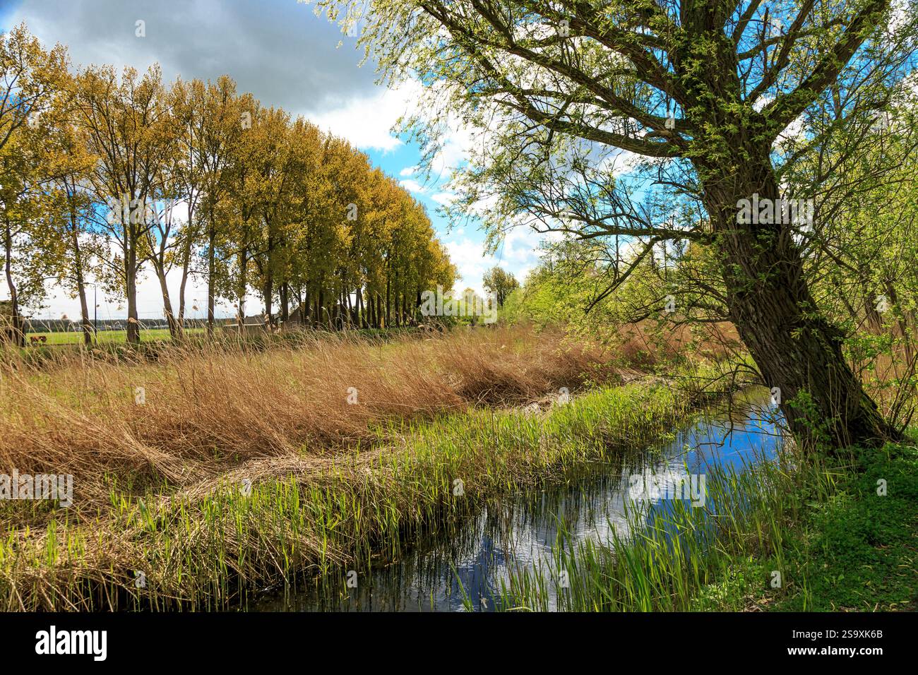 Paesi Bassi, Paesi Bassi. Paesaggio tipico lungo i canali rurali olandesi. Foto Stock