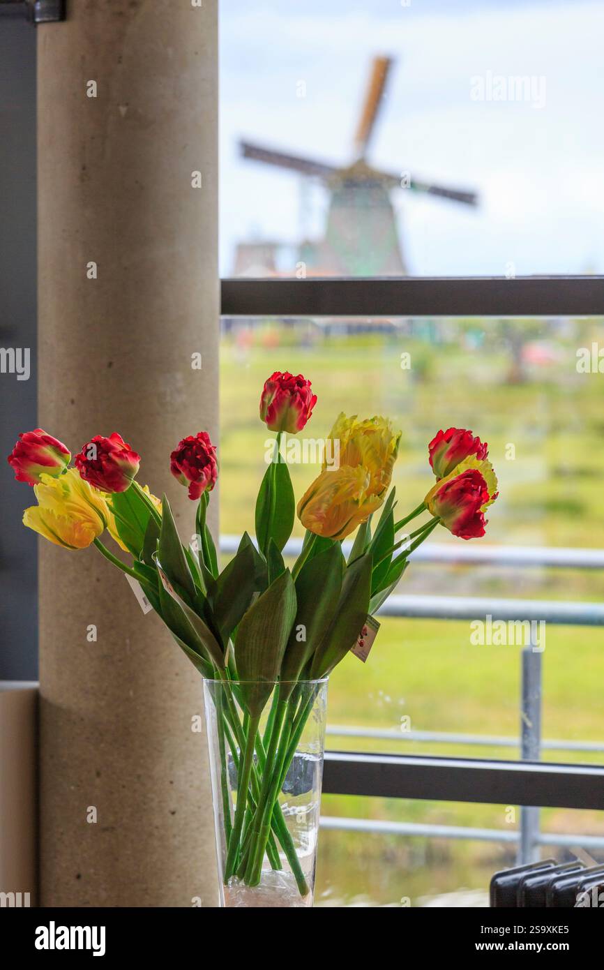 Paesi Bassi, Flevoland. Tulipani olandesi. Mulino a vento in sottofondo. Foto Stock