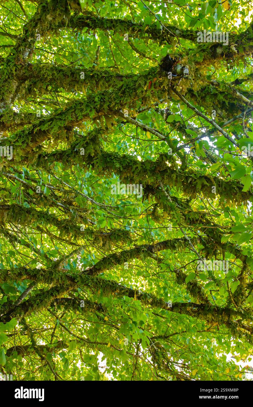 Canada, British Columbia, Inside Passage. Alberi ricoperti di muschio su Village Island. Foto Stock