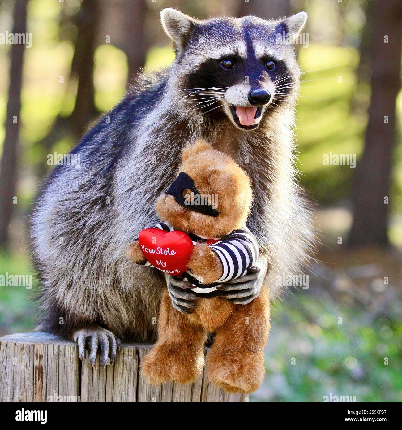 Heart Thief Raccoon: Un affascinante procione che regge un giocattolo ripieno "YOU STOLE MY HEART", catturando un momento divertente e adorabile nella foresta. Foto Stock
