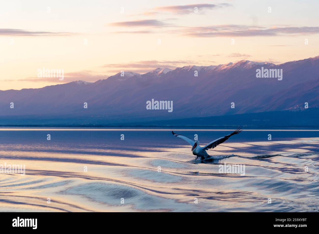 Europa, Grecia, Lago Kerkini. I pellicani dalmati volano nel lago circondato da montagne al tramonto. Foto Stock